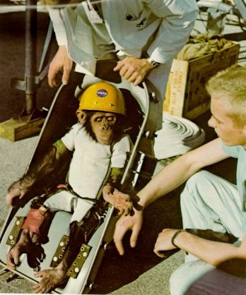 A photo of a chimpanzee seated in a custom-made chair