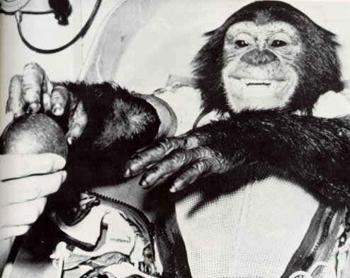 A photo of chimpanzee,Ham taking an apple
